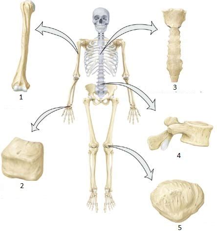 Anatomy Skeletal System Flashcards Quizlet