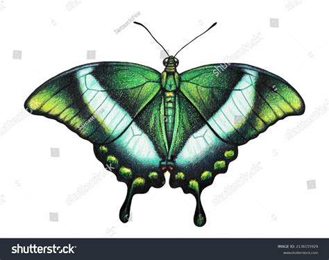 11 Thousand Butterfly Color Pencil Royalty Free Images Stock Photos