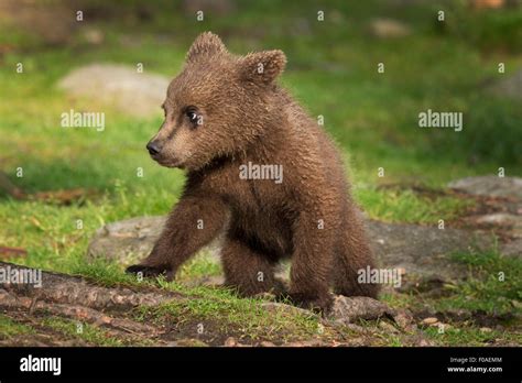 Brown Bear Cub Stock Photo Alamy