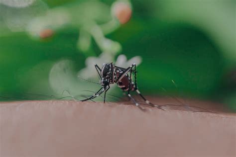 Por qué pican los mosquitos y cómo funcionan los repelentes Afterbite