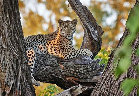 The Seven Species Of Wild Cats Of Africa - WorldAtlas