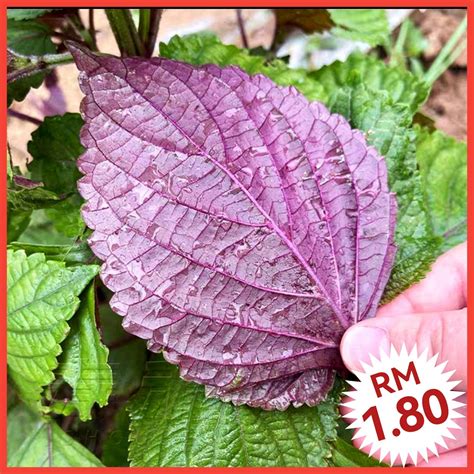 L Biji Benih Shiso Perilla Leaf Seeds Seeds