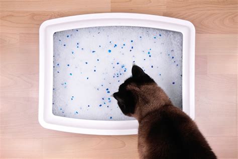 How to Control Litter Box Odor | POPSUGAR Pets