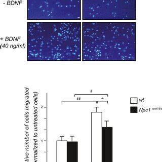 Npc1nmf164 Mice Display A Reduced BDNF Expression In The Postnatal