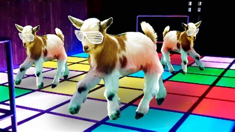 Dancing Goats Youtube