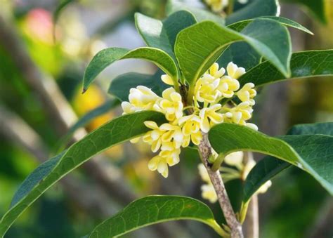 Osmanthus Flower Meaning And Symbolism Petal Republic