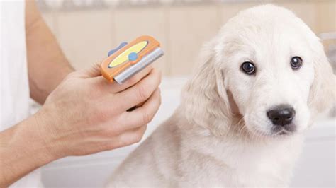 C Mo Evito Que A Mi Perro Se Le Caiga Tanto El Pelo