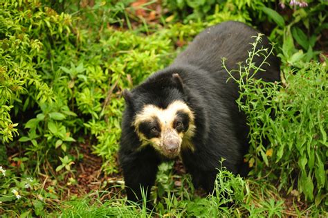 Wildlife Of Colombia Travellocal