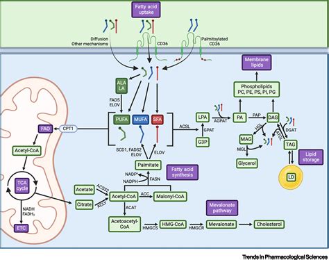 Emerging Targets In Lipid Metabolism For Cancer Therapy Trends In