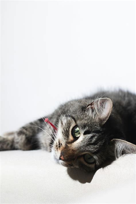 cat png      cat png stock  hd images