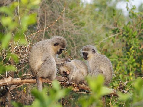 Vervet Monkey Chlorocebus Pygerythrus Carnivora