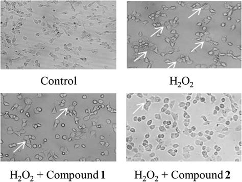 Meliorative Effects Of Compounds 1 And 2 With H 2 O 2 Induced