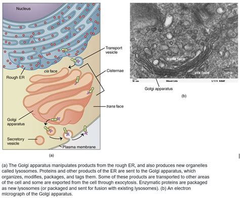 Golgi Apparatus Lesson Science Cbse Class