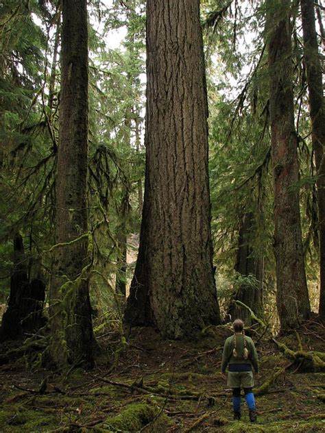 Valley Of The Giants Is A Must See in Oregon