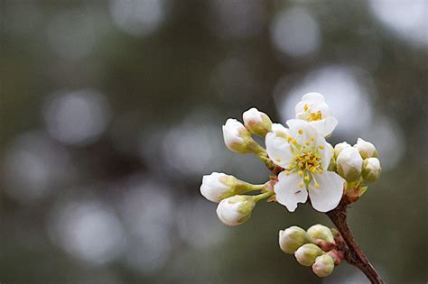 Free Images Tree Nature Branch Blossom Fruit Leaf Flower Petal