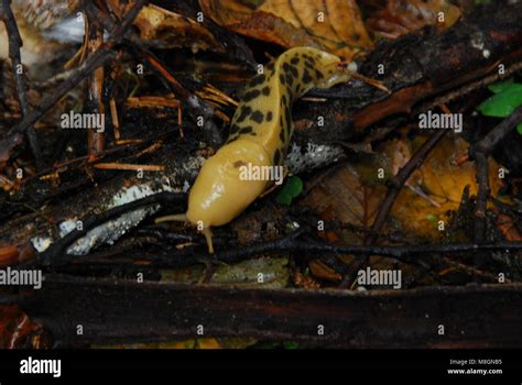 Banana Slug Olympic National Park Hi Res Stock Photography And Images