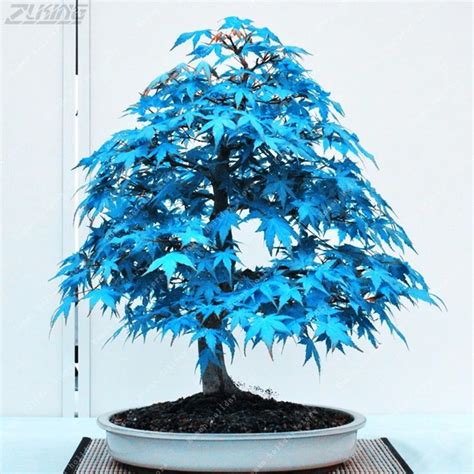 Aliexpress Buy Zlking Pcs Rare Japanese Blue Maple Tree Bonsai