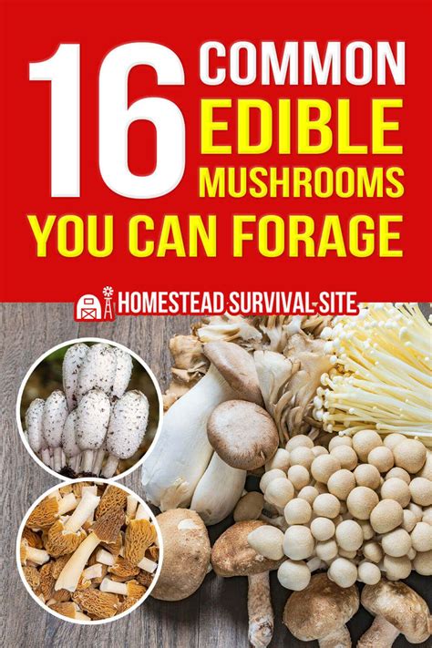 16 Common Edible Mushrooms You Can Forage Artofit