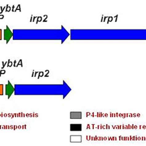 Yersiniabactin Gene Cluster In Y Pseudotuberculosis O1 A And Its Download Scientific