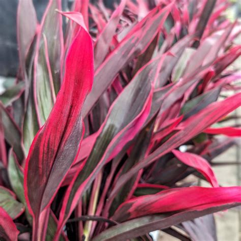 Cordyline Red Sensation Jardins Zeillinger Botanix