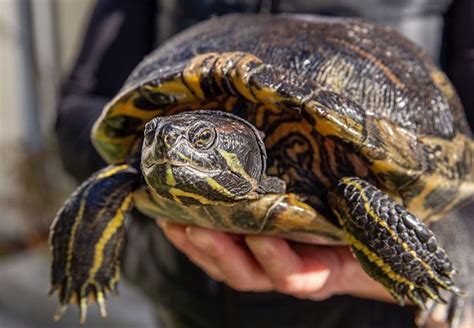 How To Care For Pet Box Turtles