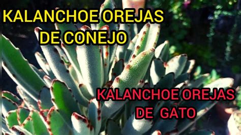 Kalanchoe Tomentosa Panda Plant Cuidados Y Reproducci N Youtube