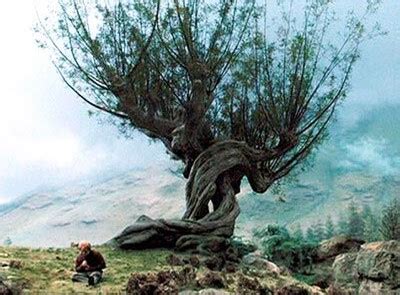 Talk:Hogwarts Whomping Willow - Harry Potter Wiki