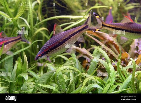 The Dwarf Rainbowfish Melanotaenia Praecox Endemic To The Mamberamo