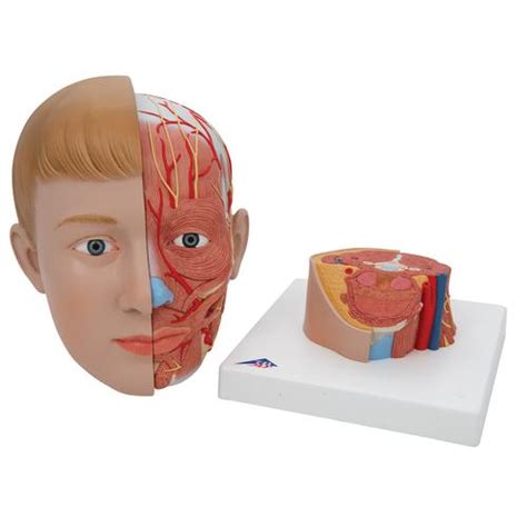 Cabeza Con Cuello Piezas B Smart Anatomy B