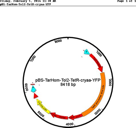 Addgene Pbs Tarhom Tol Tetr Cryaa Yfp