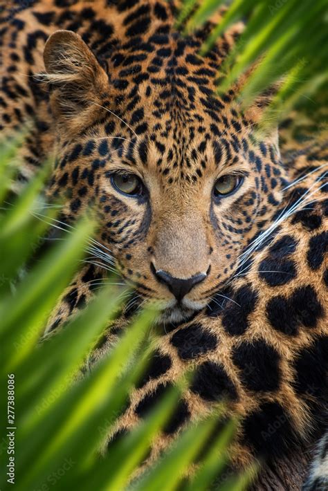 Leopard portrait in jungle Stock Photo | Adobe Stock