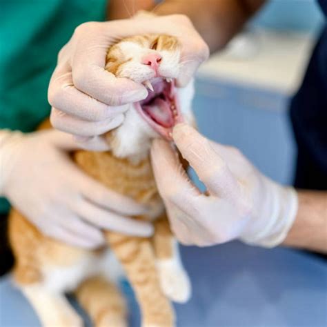 Odontologia Em Pequenos Animais Amparo Veterinaria Cl Nica