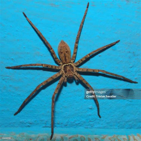 Huntsman Spider High-Res Stock Photo - Getty Images