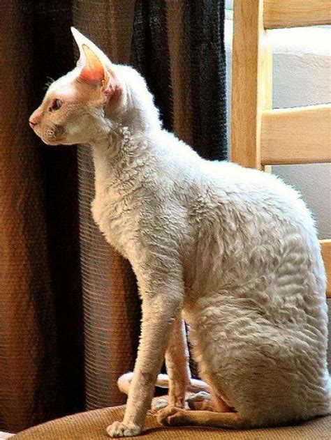 Curly Coat And Rex Animals Cat Breeds Cornish Rex Cat Rex Cat