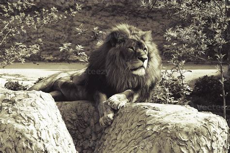 A Male Lion Resting On A Large Stone In The Rays Of A Sun