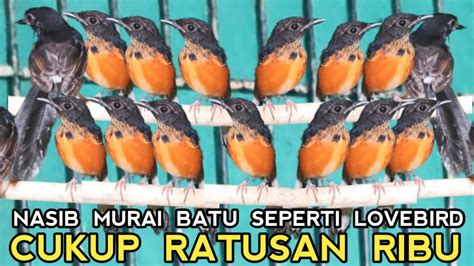 SEMURAH INIKAH HARGA MURAI BATU MEDAN MULAI PULUHAN RIBU DI KIOS PASAR