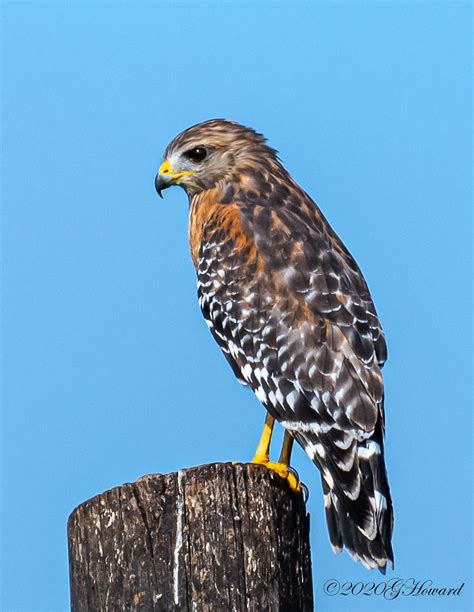 Red Shouldered Hawk 3 Red Shouldered Hawks Are Plentiful I Flickr