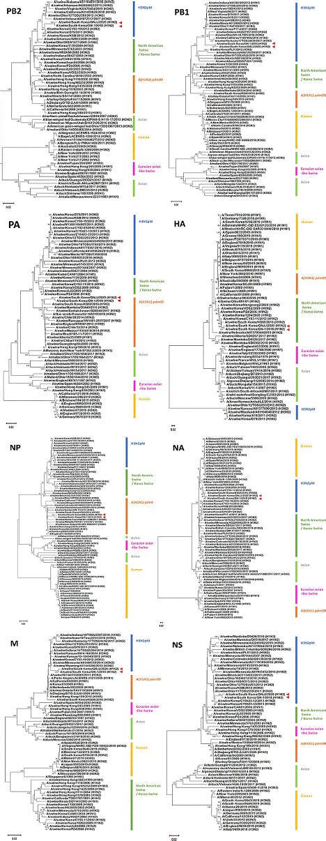 Phylogenetic Analysis Based On The Eight Gene Sequences Of The