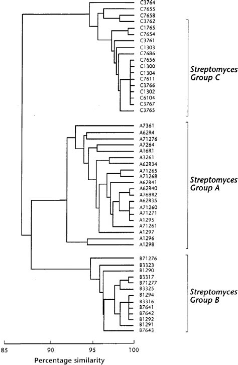 Dendrogram Showing Relationships Between Representative Strains Of