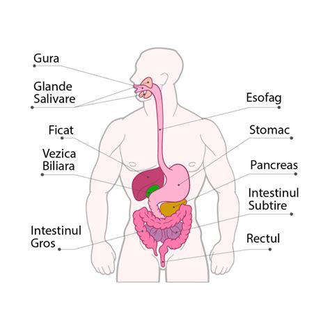 Sistemul Digestiv Din Ce Este Format Si Cum Functioneaza KoKua