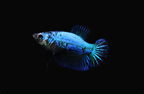 Metallic Blue Female Halfmoon Betta