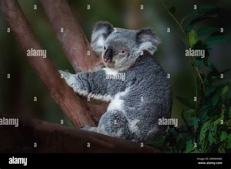 Marsupial de piel fotografías e imágenes de alta resolución Alamy