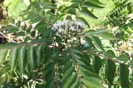 How To Grow Curry Leaf Trees In Perth Guildford Garden Centre