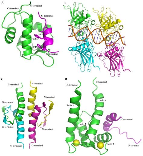 Structures of p53 protein. (A) The complex of p53 transcriptional ...