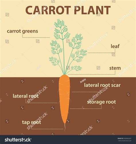 Vector Diagram Showing Parts Carrot Whole Stock Vector Royalty Free