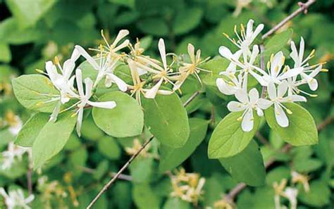 Honeysuckle Bush Flower