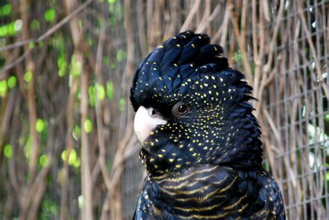 Траурный какаду Бэнкса (лат. Calyptorhynchus banksii или ...