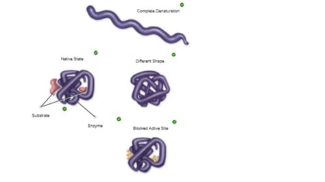 Microbiology Unit 5 Chapter 11 12 13 Flashcards Quizlet