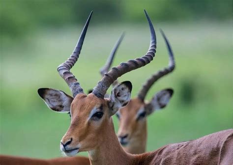 Gazelle Behavior - AnimalBehaviorCorner