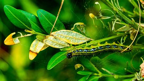 Top 10 Garden Pests And Diseases